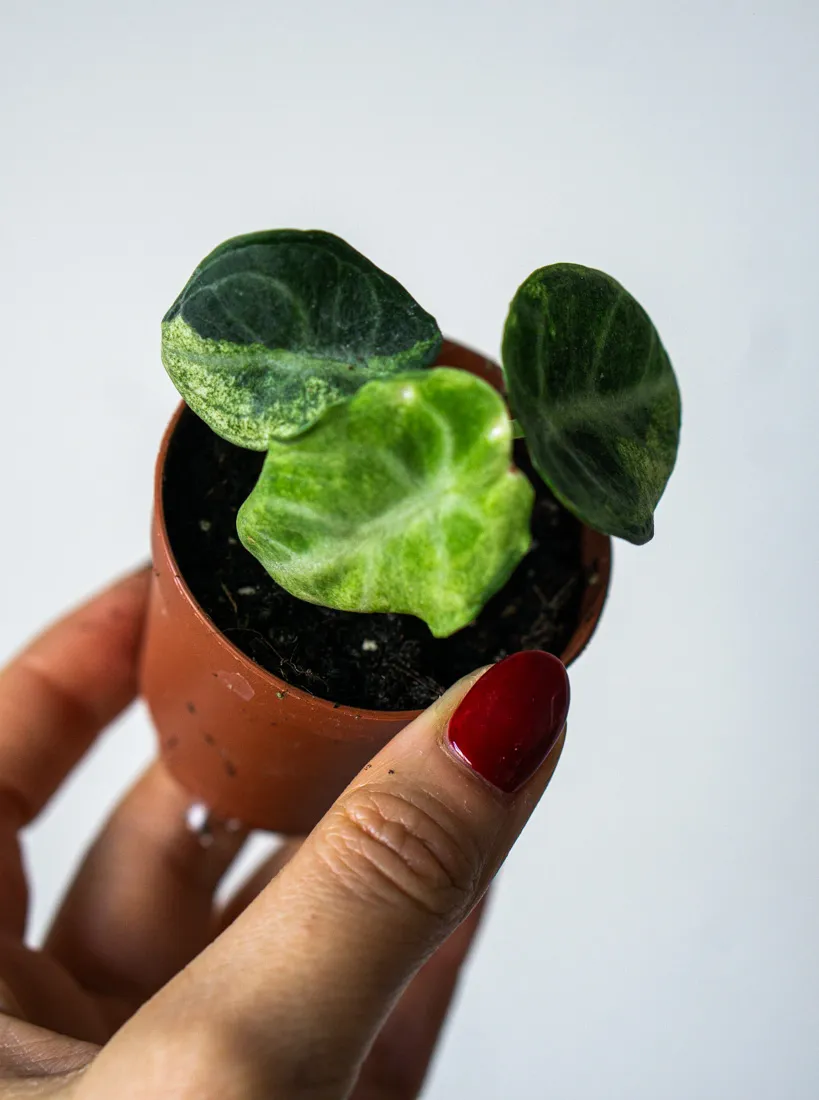 Alocasia Ninja variegata (2)