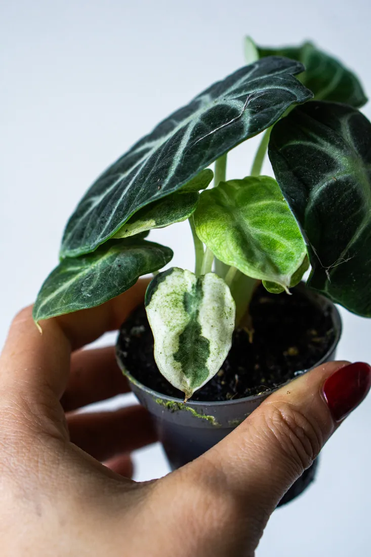 Alocasia Ninja variegata (3)