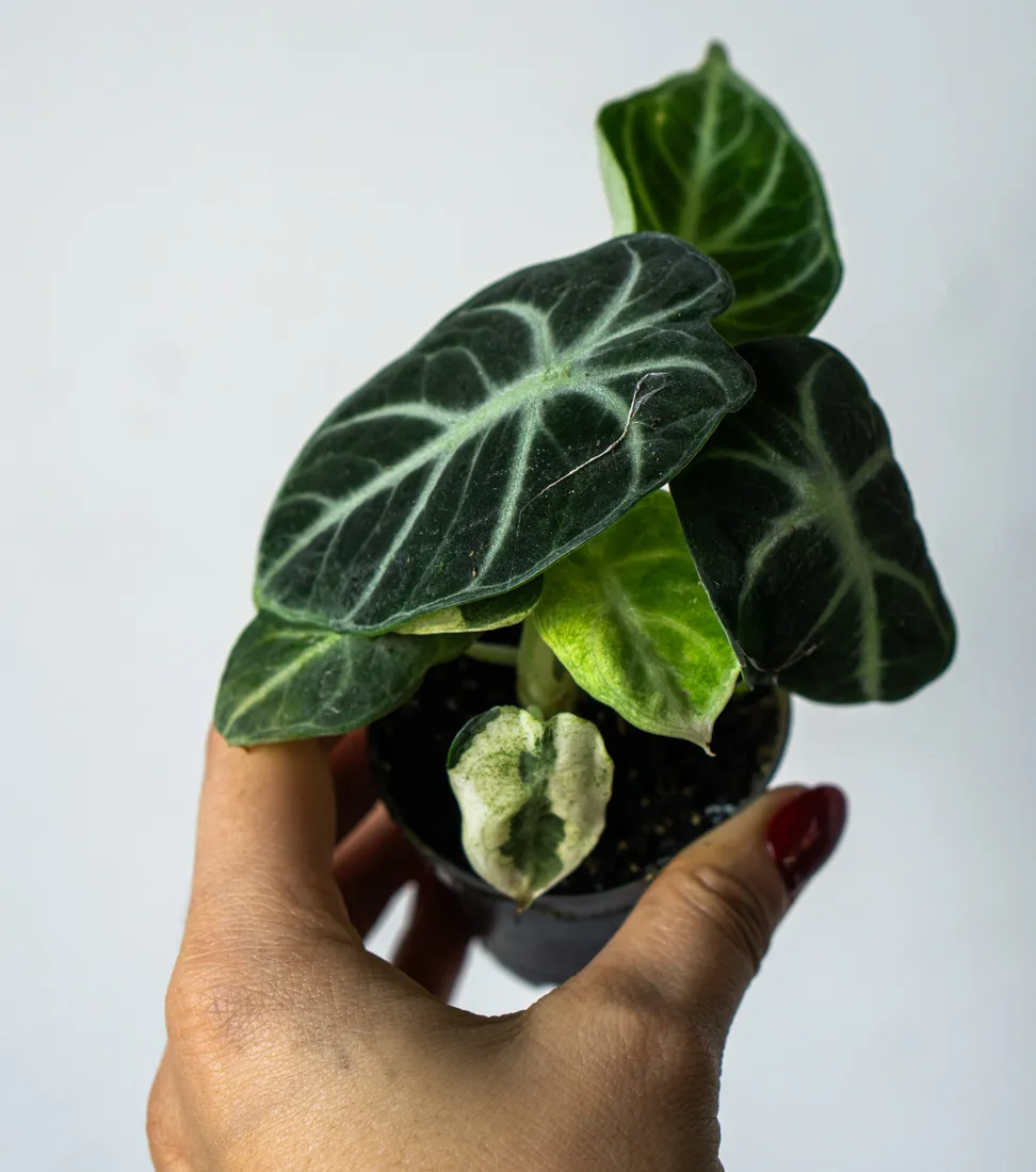 Alocasia Ninja variegata (3)