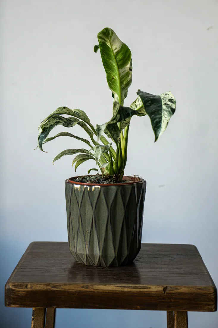 Rhaphidophora Puberula variegata UNICORN