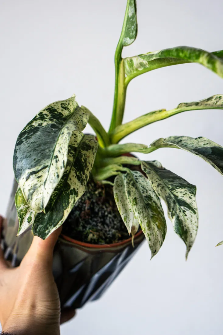 Rhaphidophora Puberula variegata UNICORN