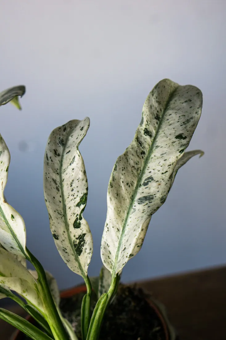 Rhaphidophora Puberula variegata UNICORN