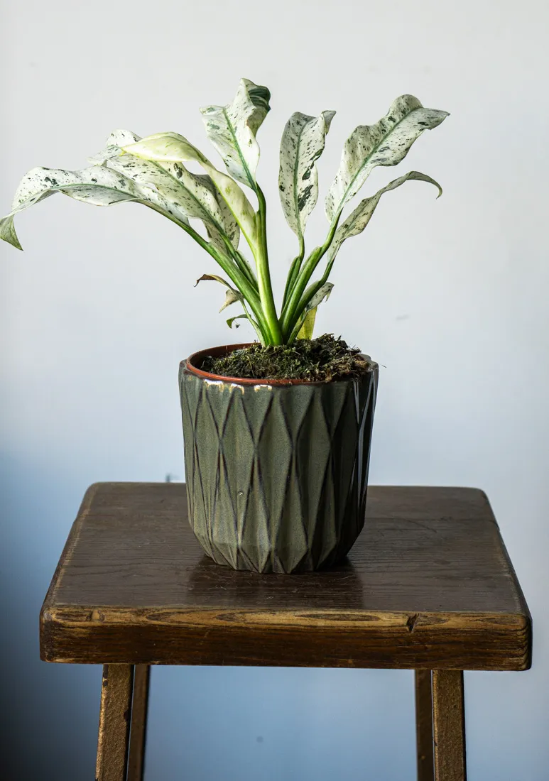 Rhaphidophora Puberula variegata UNICORN