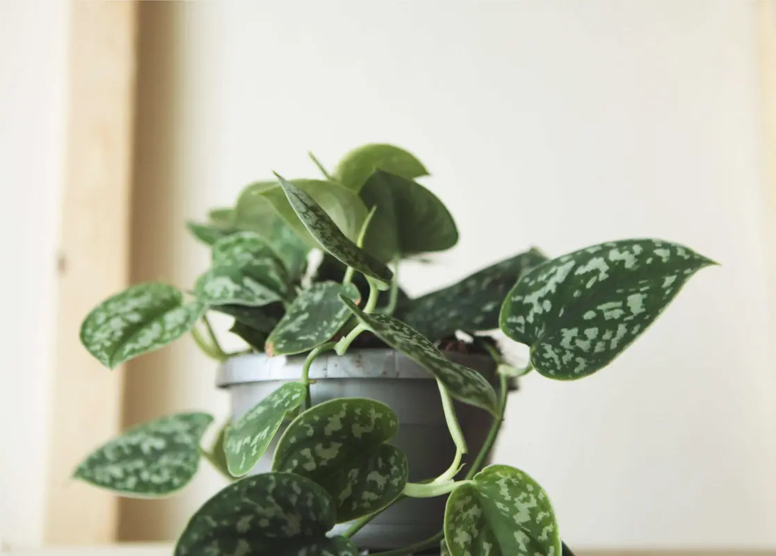 Scindapsus Pictus Argyraeus