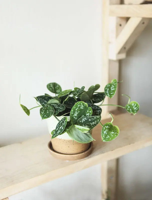 Scindapsus Pictus Argyraeus