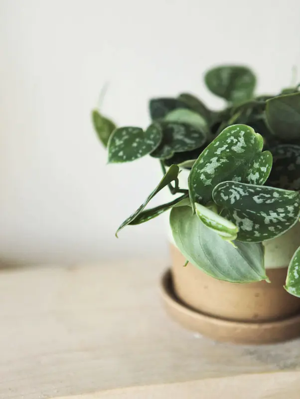 Scindapsus Pictus Argyraeus