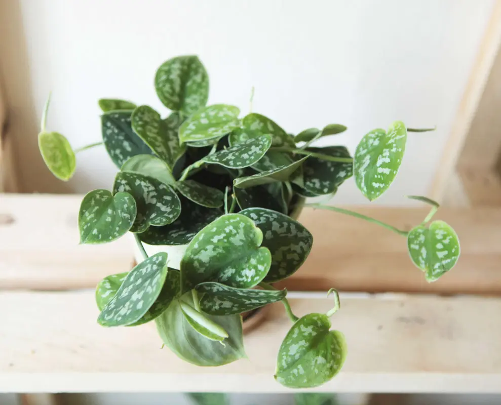 Scindapsus Pictus Argyraeus