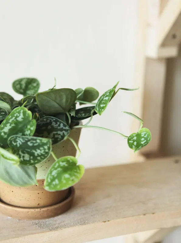 Scindapsus Pictus Argyraeus