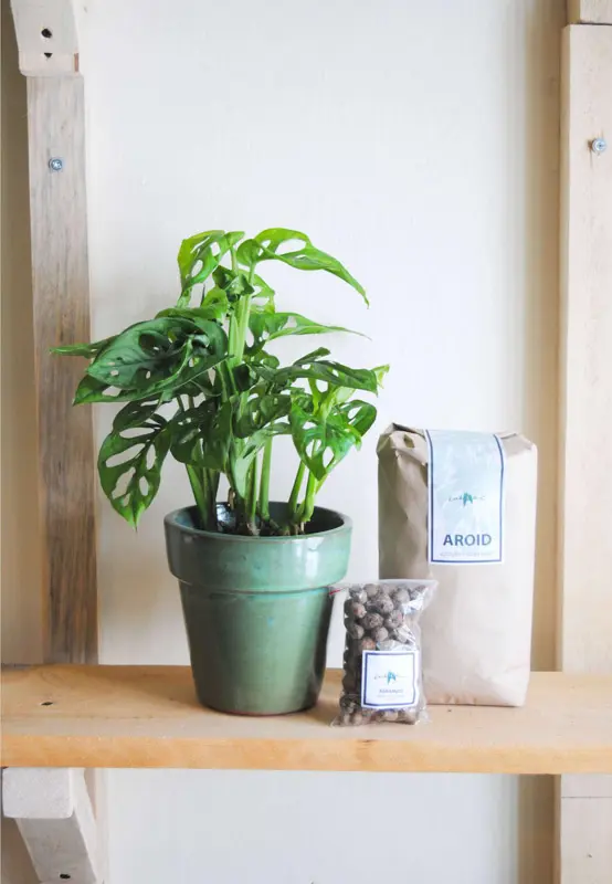 Set Monstera Adansonii s Aroidom