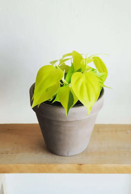 Baby Philodendron Micans Lemon lime