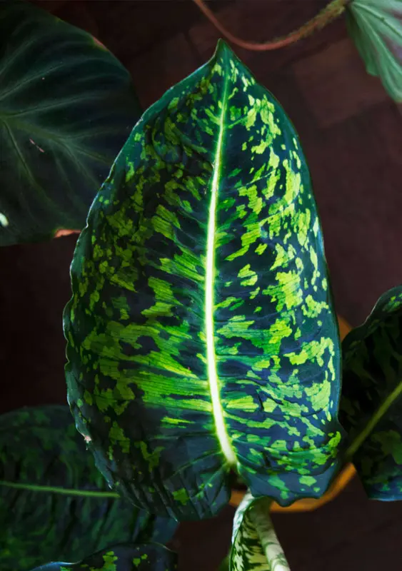 Dieffenbachia Reflector (XL) LEN OSOBNE