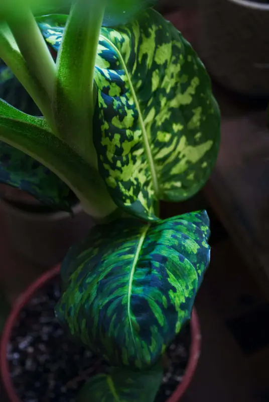 Dieffenbachia Reflector (XL) LEN OSOBNE