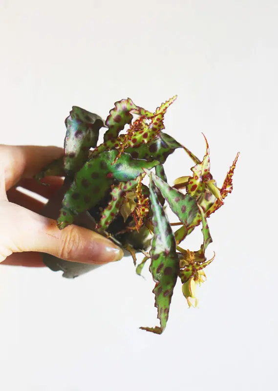 Baby Begonia amphioxus