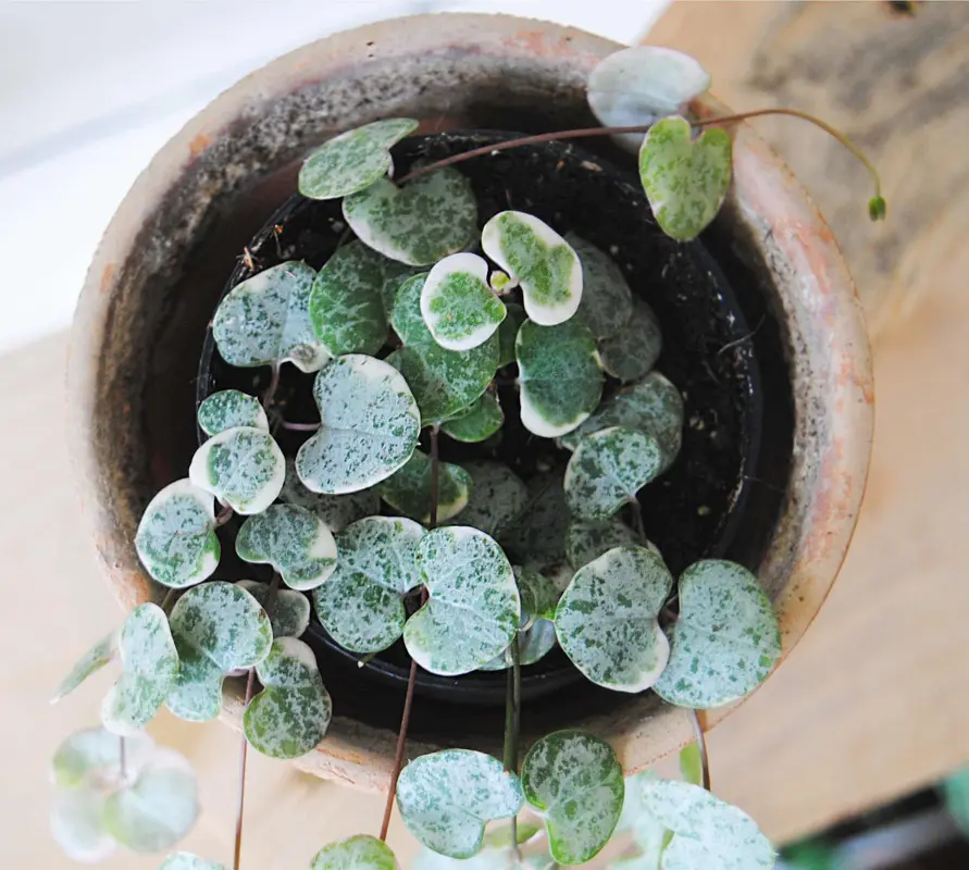 Baby Ceropegia Woodii Marlies 'Variegata'
