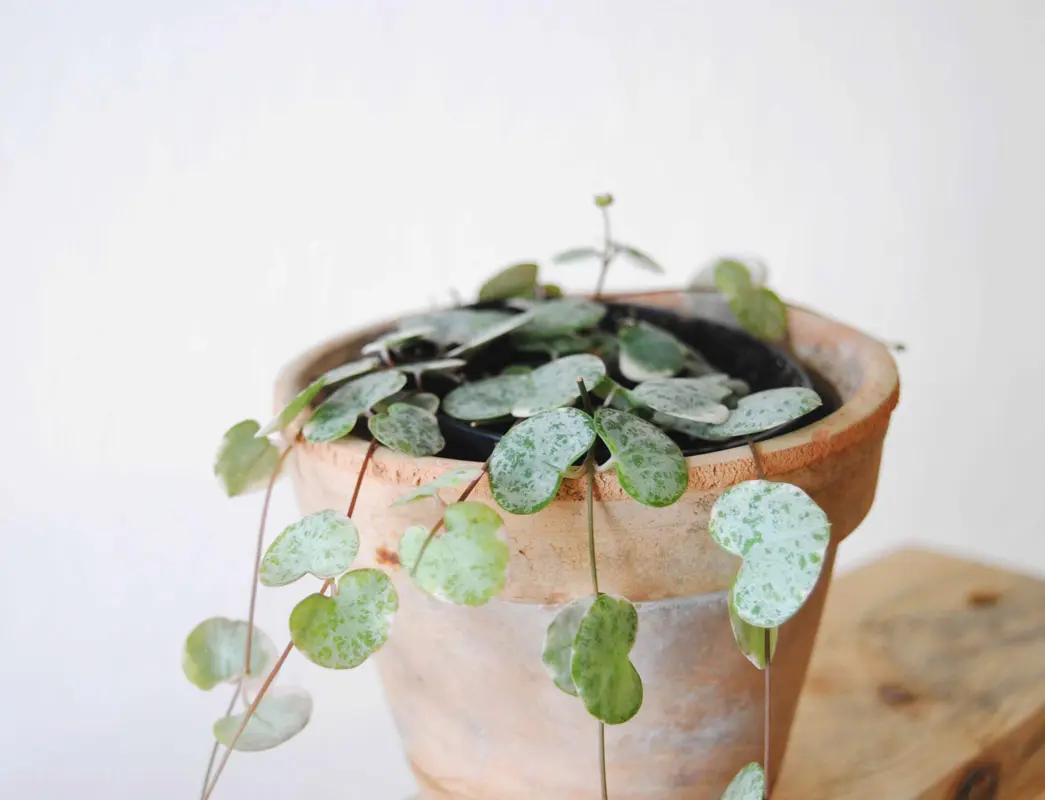 Baby Ceropegia Woodii Marlies 'Variegata'
