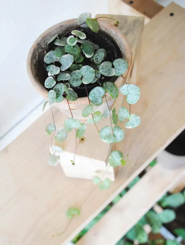 Baby Ceropegia Woodii Marlies 'Variegata'