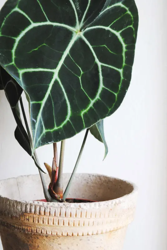 Anthurium Clarinervium (Zachran ma)