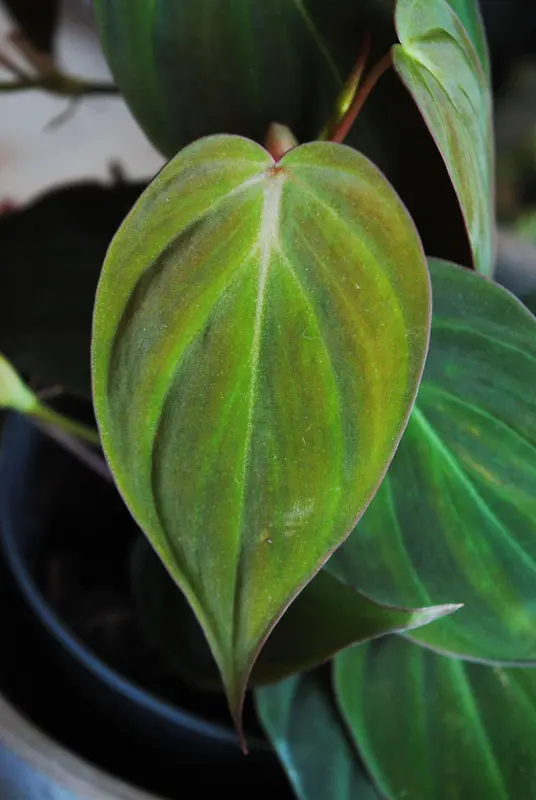 Philodendron Micans 