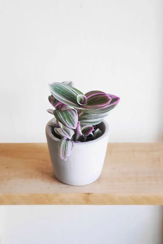 Tradescantia 'Nanouk (Zachran ma)