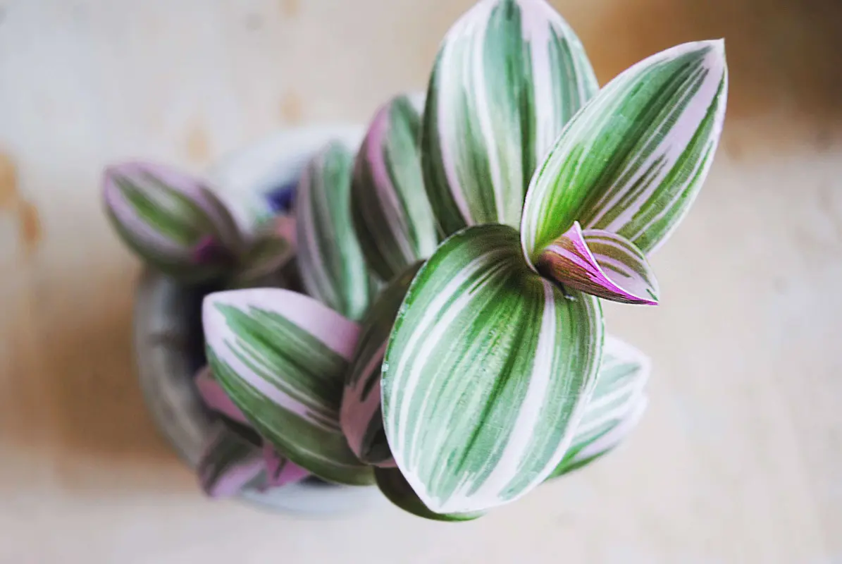 Tradescantia 'Nanouk (Zachran ma)