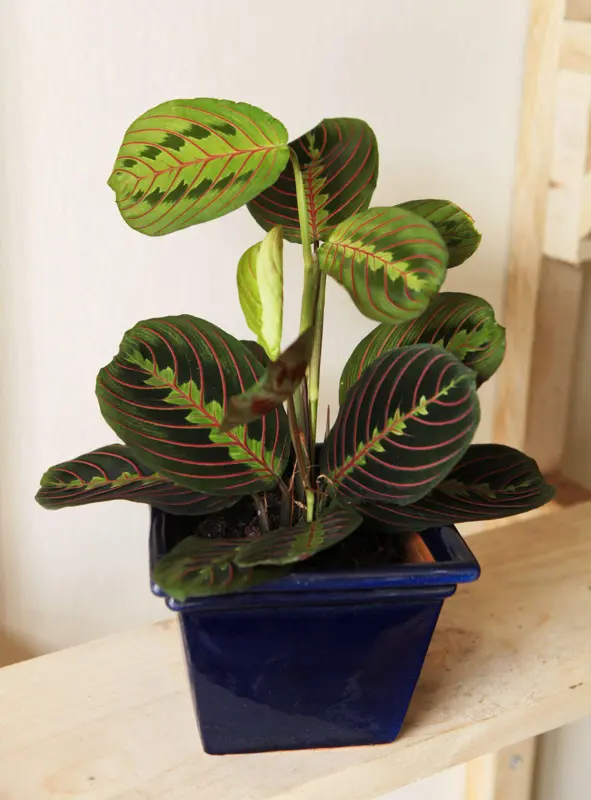 Maranta Leuconeura "Fascinator" - erythroneura