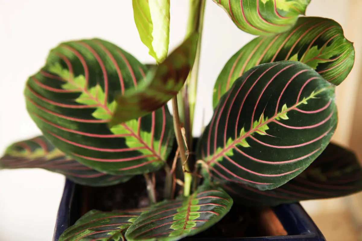 Maranta Leuconeura "Fascinator" - erythroneura