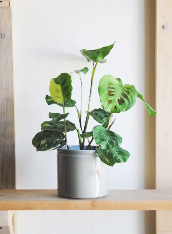 Maranta Kerchoveana Beauty Kim variegata