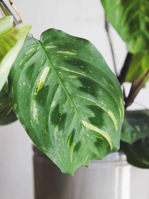 Maranta Kerchoveana Beauty Kim variegata