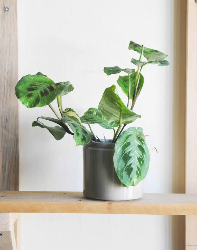 Maranta Kerchoveana Beauty Kim variegata