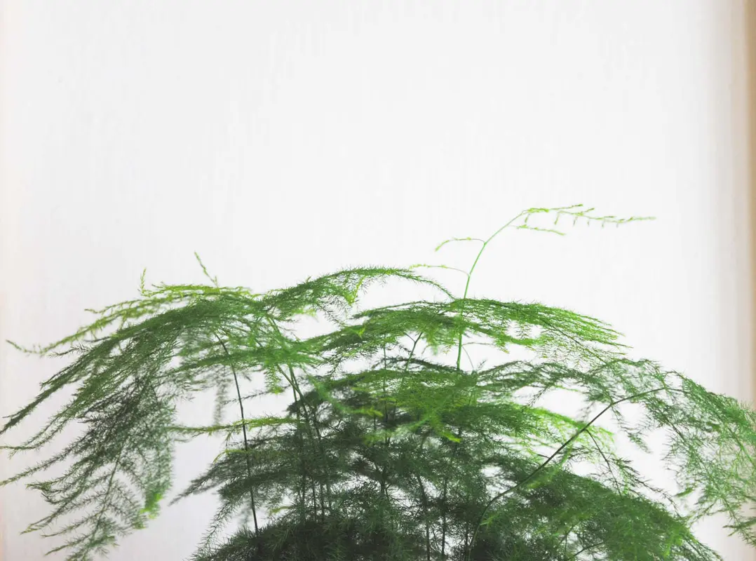 Asparagus Setaceus Plumosus