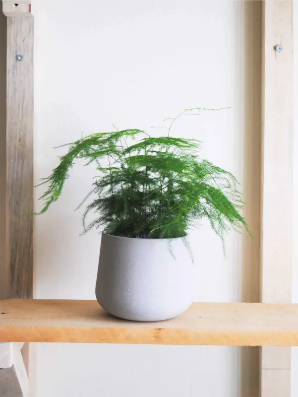 Asparagus Setaceus Plumosus