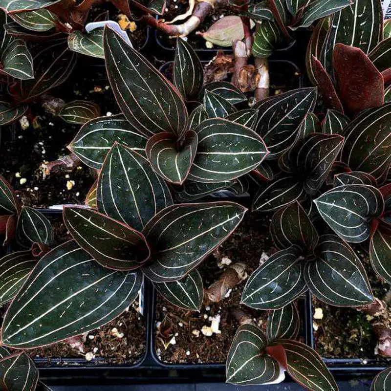 Vzdusny substrat "ORCHIDAK" pre Orchidey