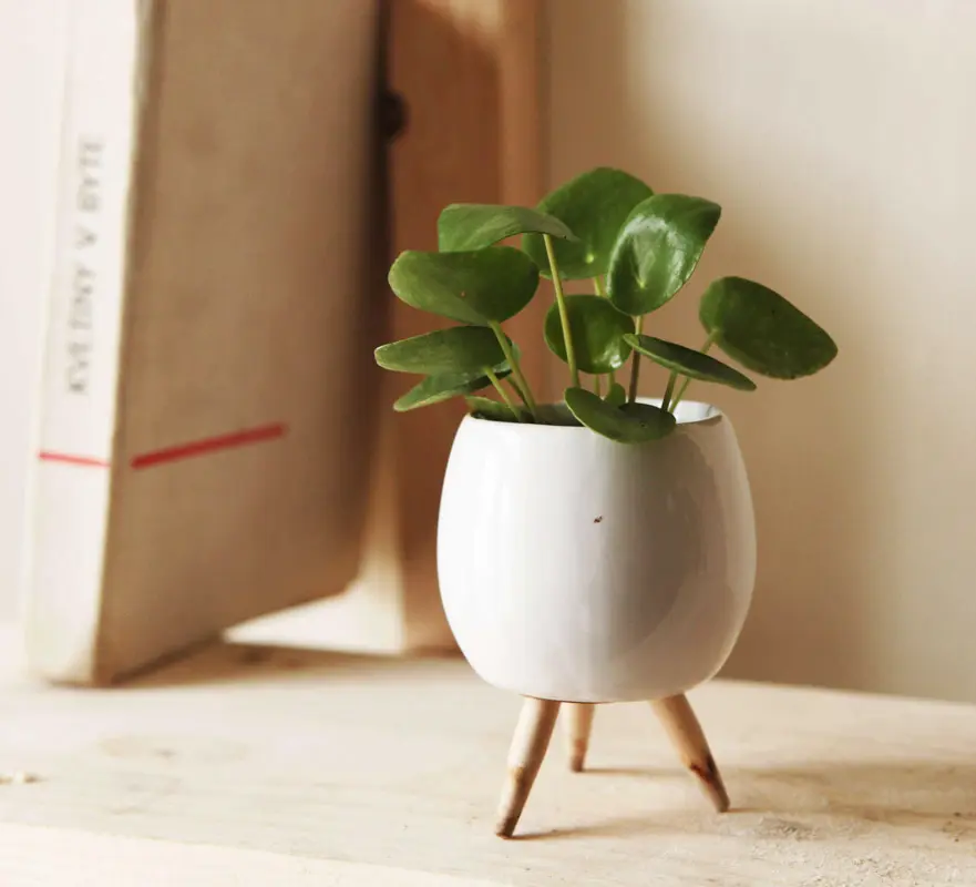 Baby Pilea peperomioides