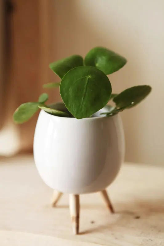 Baby Pilea peperomioides