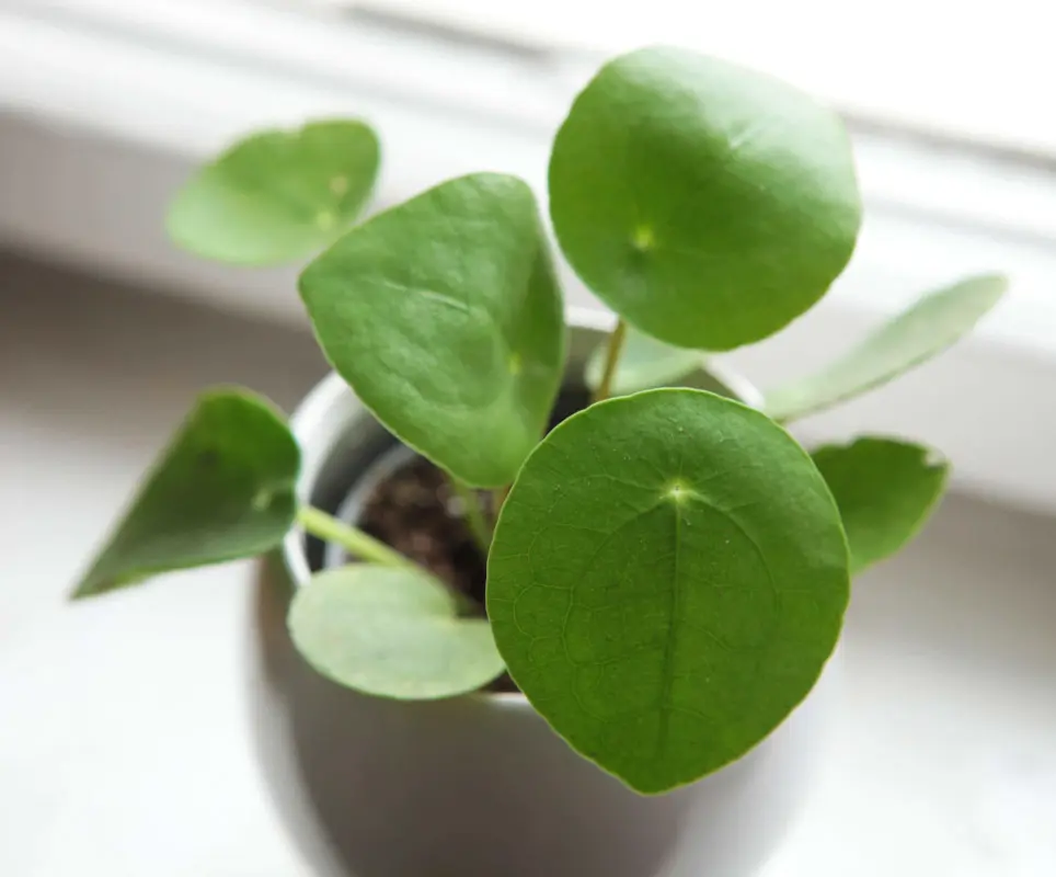 Baby Pilea peperomioides