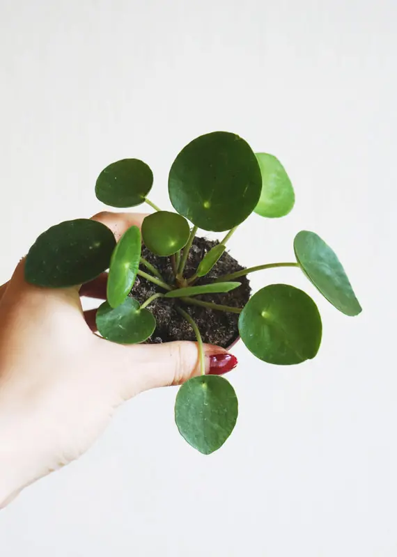 Baby Pilea peperomioides