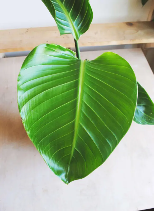 Strelitzia Nicolai (Len osobne) 120cm