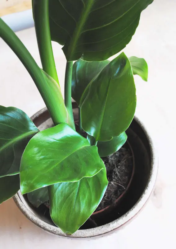 Strelitzia Nicolai (Len osobne) 120cm