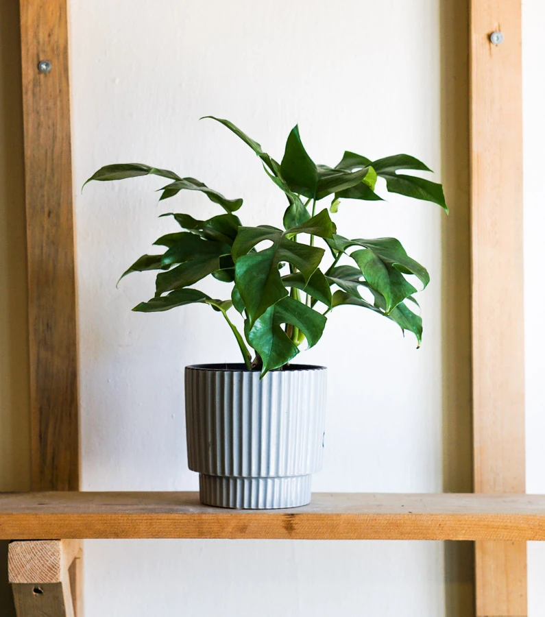 Darcek Monstera Minima nad 150€