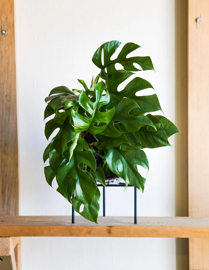 Darcek Monstera Minima nad 150€