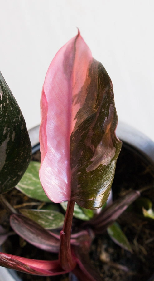 Philodendron Pink Princess Marble