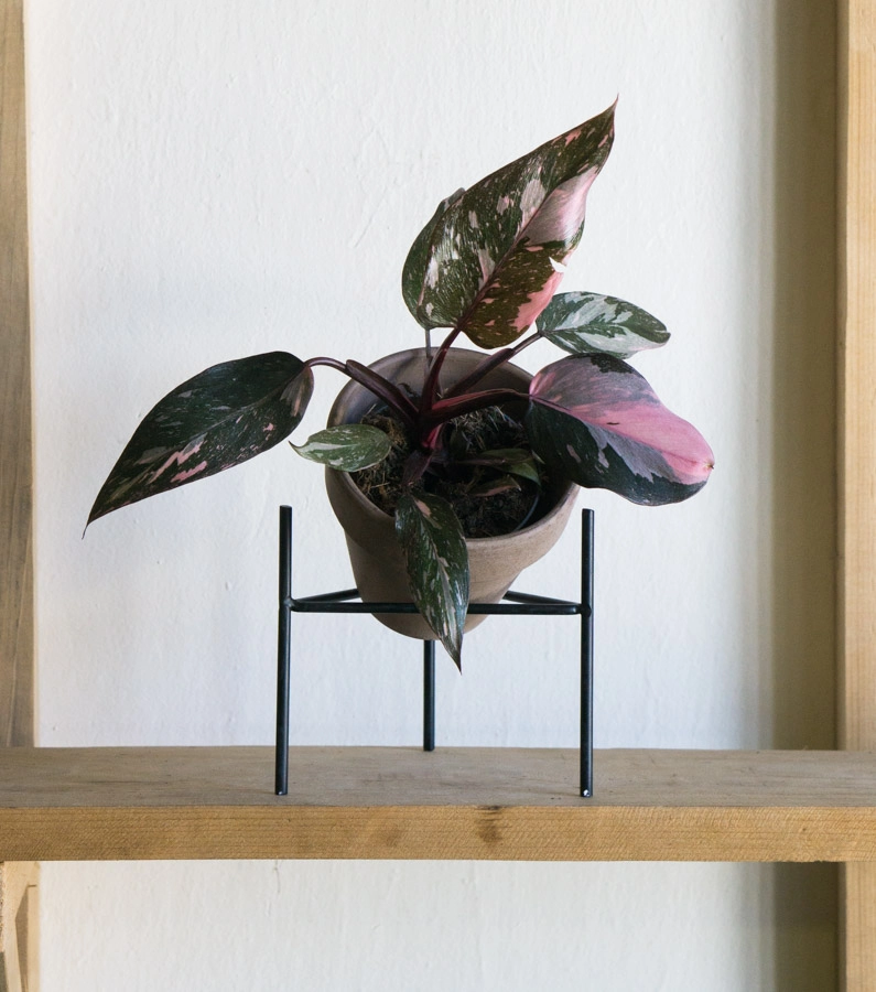Philodendron Pink Princess Marble