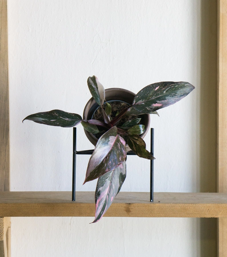 Philodendron Pink Princess Marble