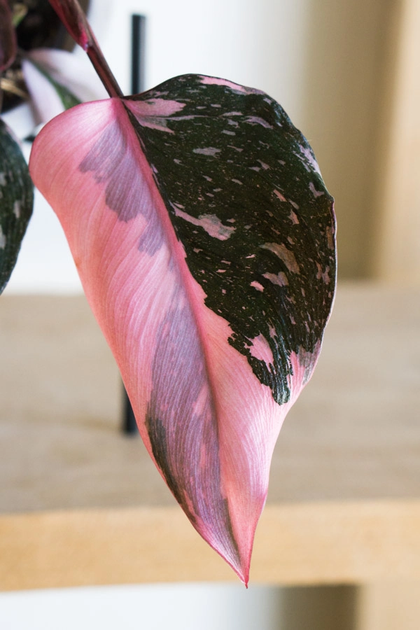 Philodendron Pink Princess Marble
