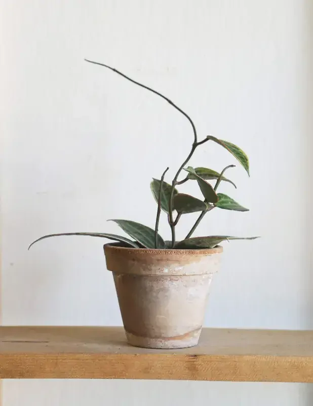 Hoya Macrophylla albomarginata variegata