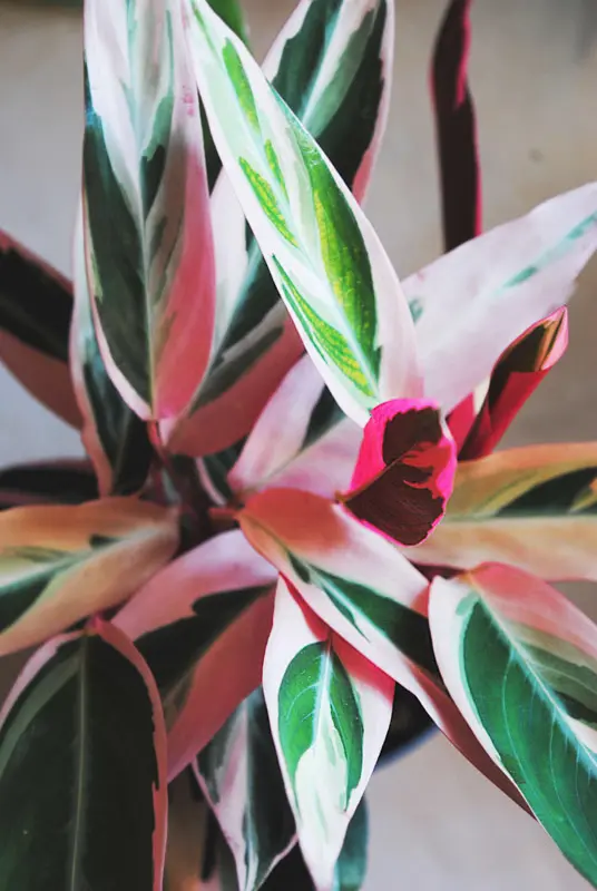 Stromanthe Triostar (L)