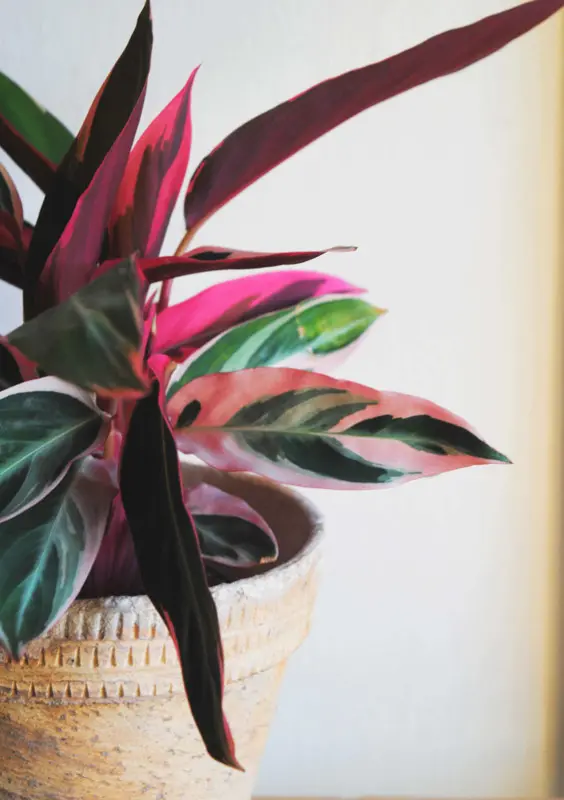 Stromanthe Triostar (L)