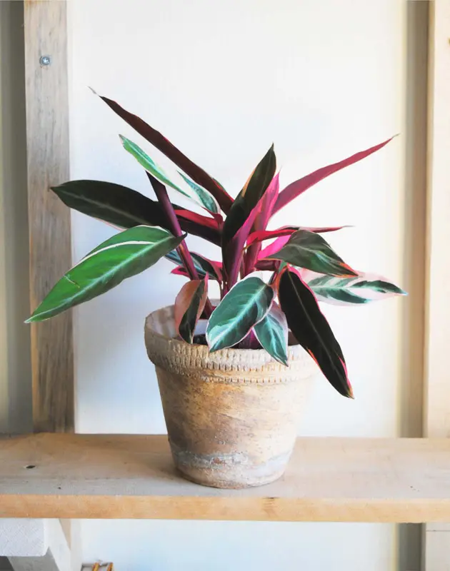 Stromanthe Triostar (L)