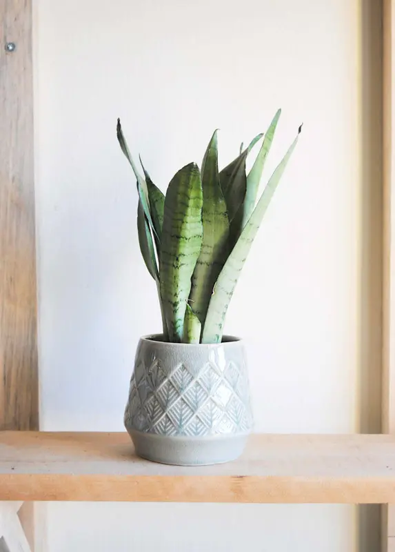 Sansevieria Moonshine