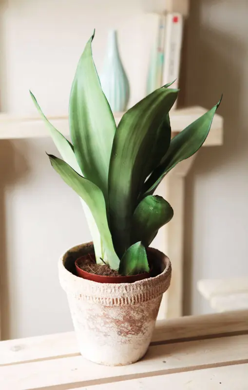 Sansevieria Moonshine
